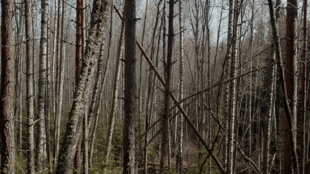 Teoskuva: puita metsässä.